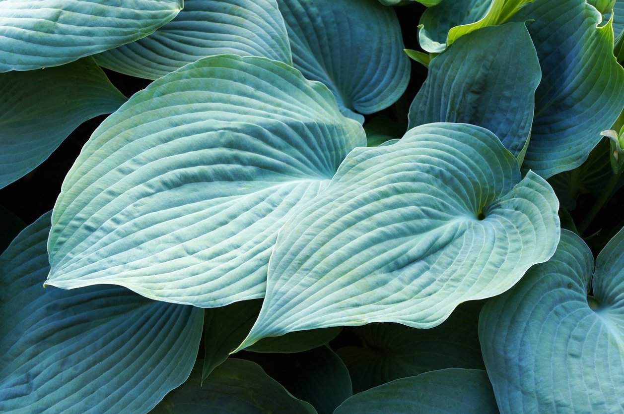 Funkia Hosta BLUE UMBRELLAS - 3