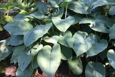 Funkia Hosta BLUE UMBRELLAS