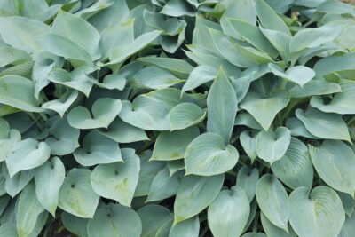 Funkia Hosta BLUE VISION