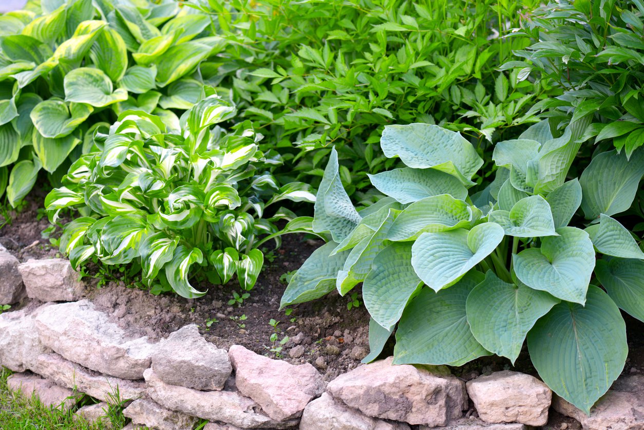 Funkia Hosta BLUE VISION - 2
