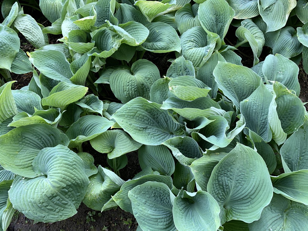 Funkia Hosta BLUE VISION - 3
