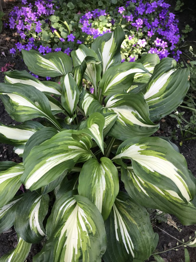 Funkia Hosta COLOR FESTIVAL - 2