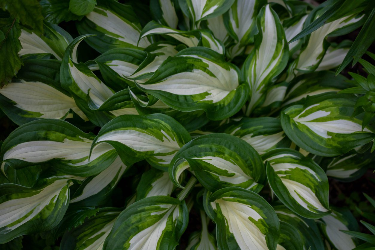 Funkia Hosta COLOR FESTIVAL - 3