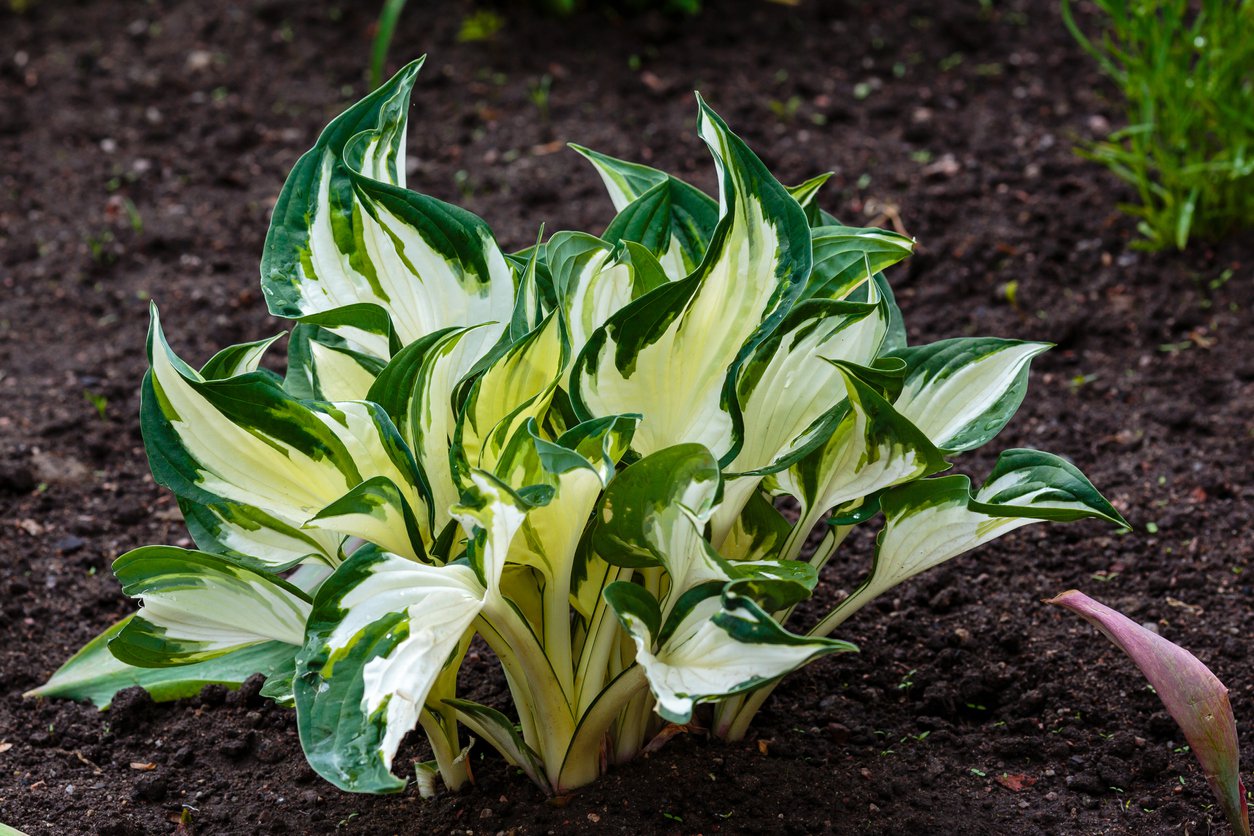 Funkia Hosta COLOR FESTIVAL