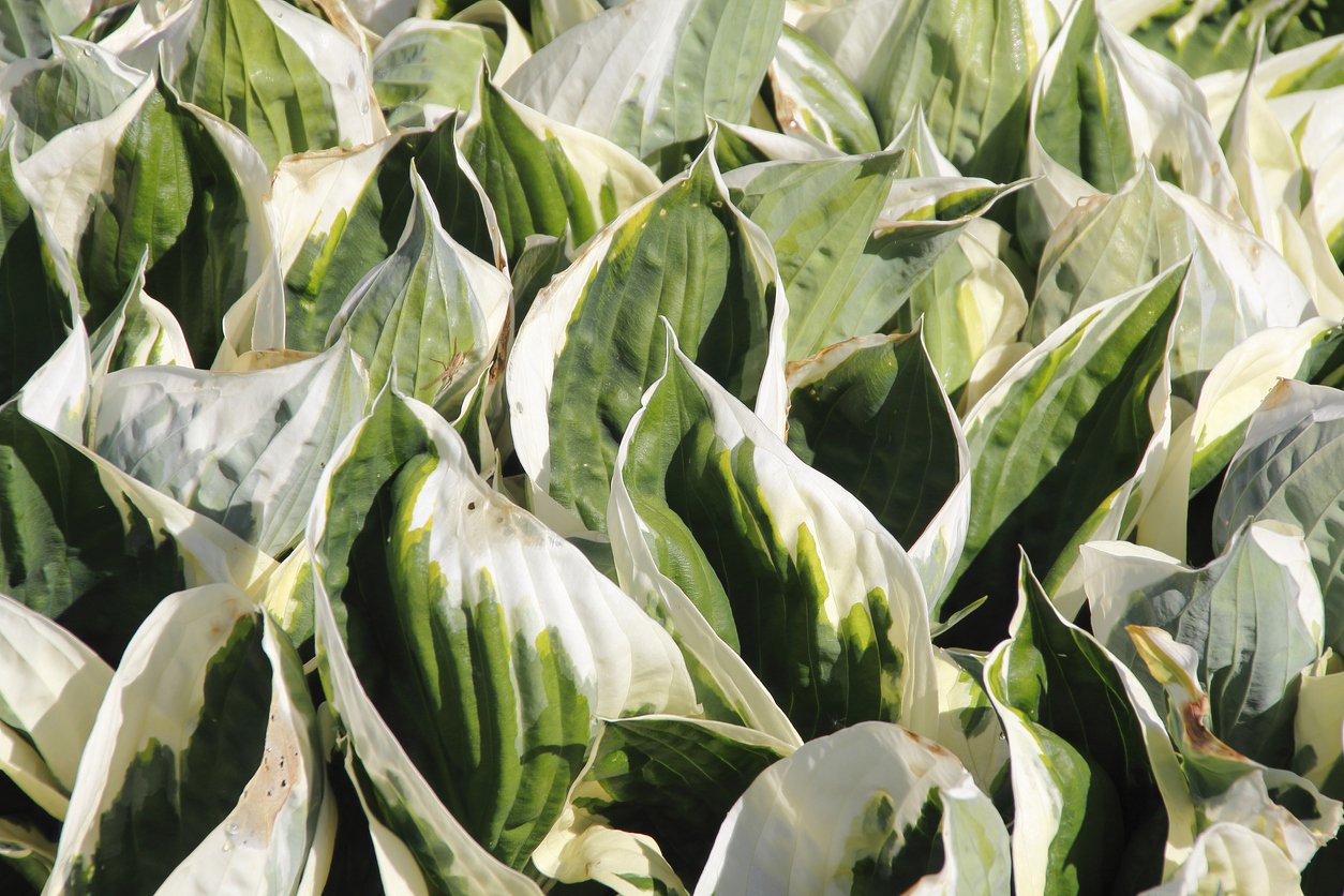 Funkia Hosta FIRN LINE