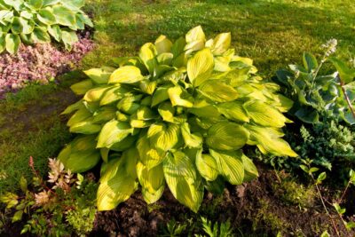 Funkia Hosta LAKESIDE BANANA BAY