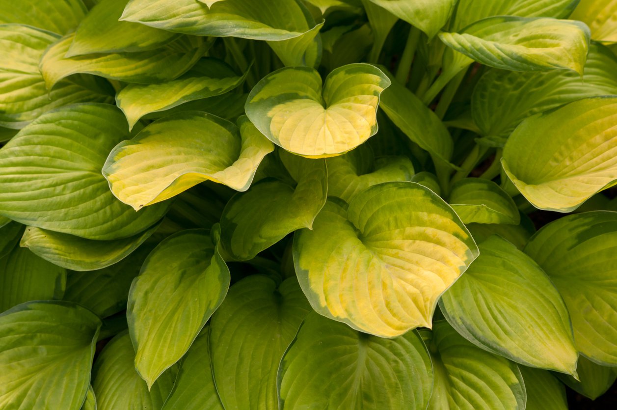 Funkia Hosta LAKESIDE BANANA BAY - 2
