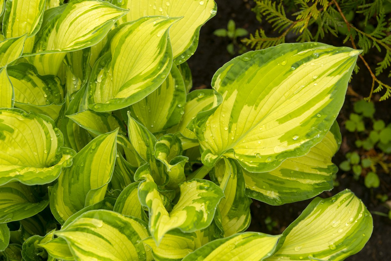 Funkia Hosta LAKESIDE BANANA BAY - 3