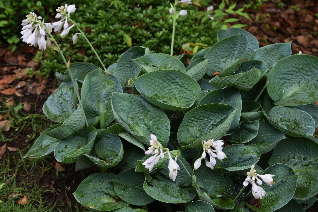 Funkia Hosta LOVE PAT - TwojeSady