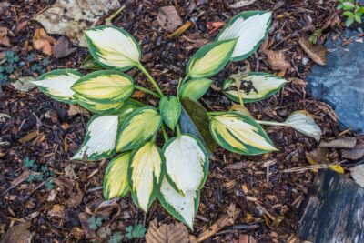 Funkia Hosta POPCORN