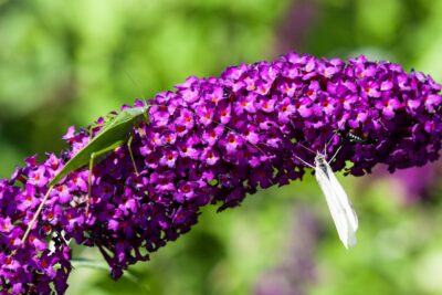 Budjeja Dawida HARLEQUIN