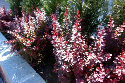 Berberys thunberga ROSE ROCKET