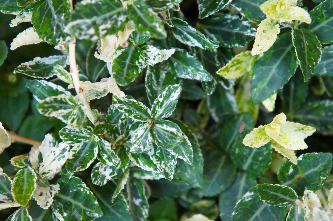 Trzmielina HARLEQUIN GOLD - 2