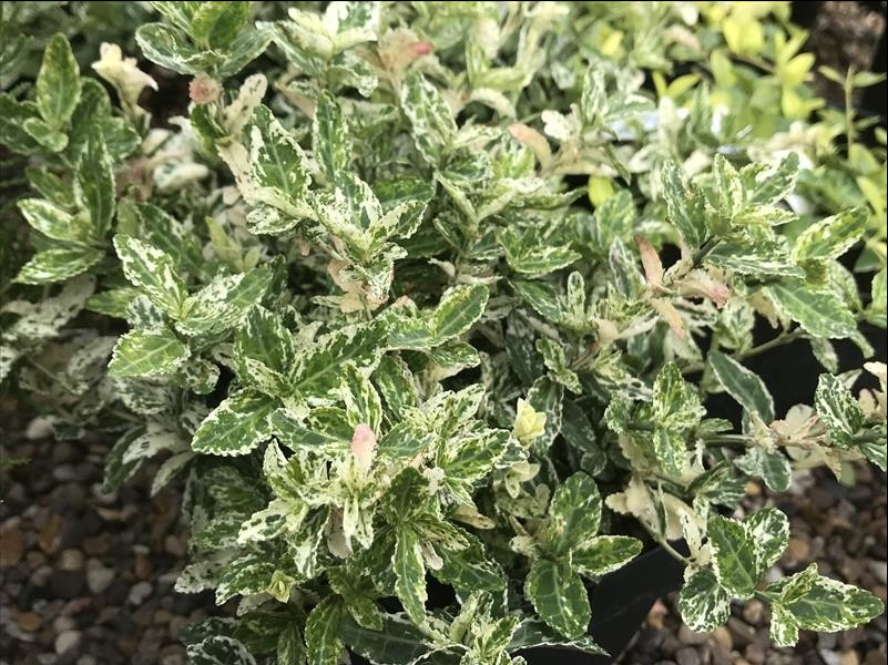 Trzmielina HARLEQUIN GOLD - 3