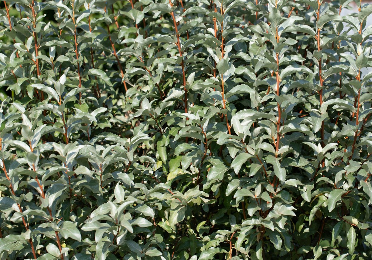 Oliwnik SREBRZYSTY - 5