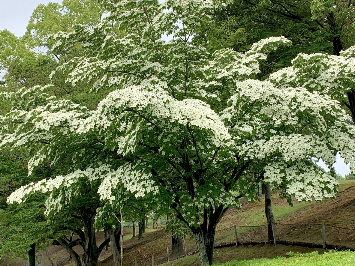 Dereń kousa MILKY WAY - 2