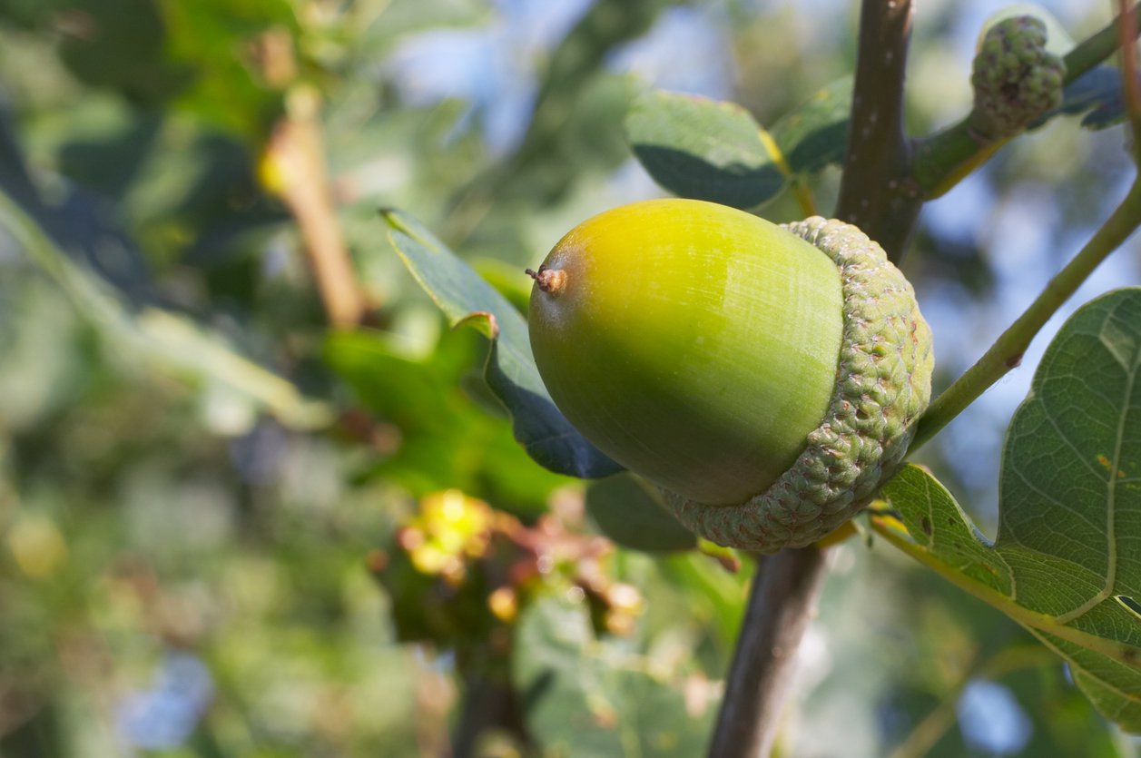 Dąb szypułkowy FASTIGIATA - 2