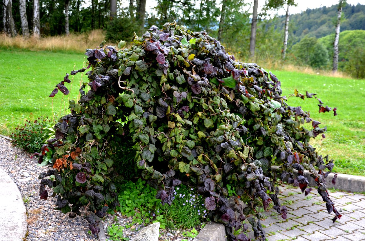 Leszczyna ozdobna CONTORTA 60 cm - 2