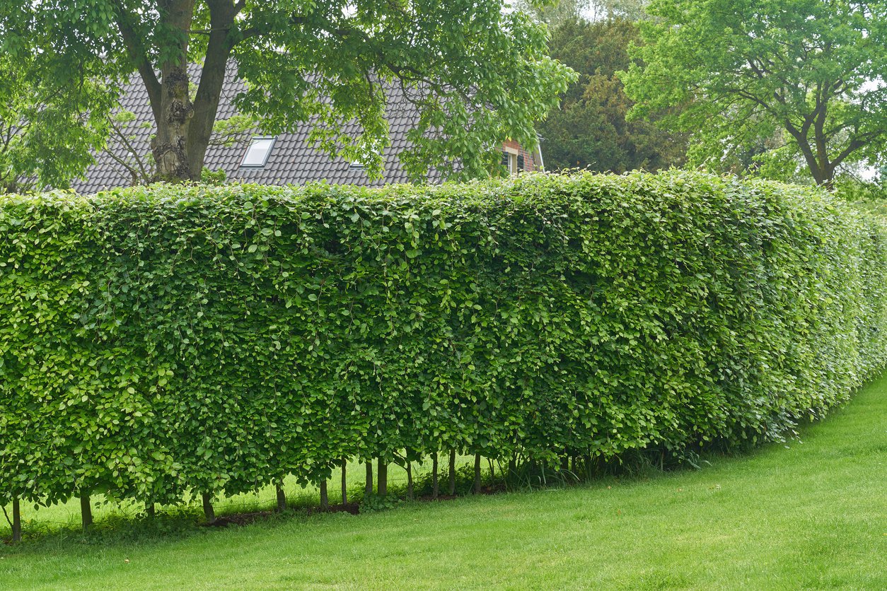 Grab kolumnowy FASTIGIATA - 3