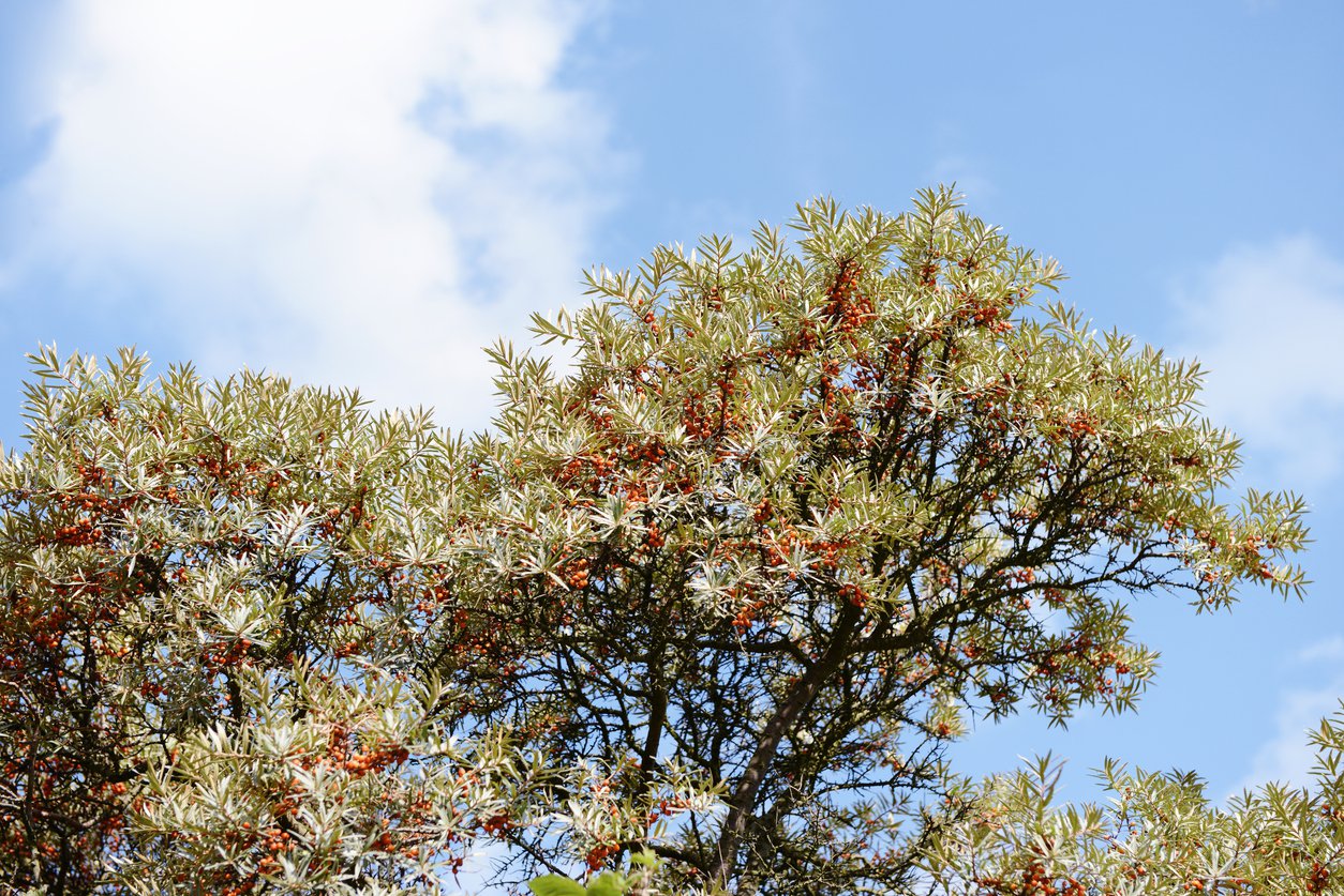 Rokitnik zwyczajny W DONICZCE - 4