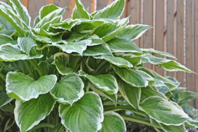 Funkia Hosta SPRING MORNING