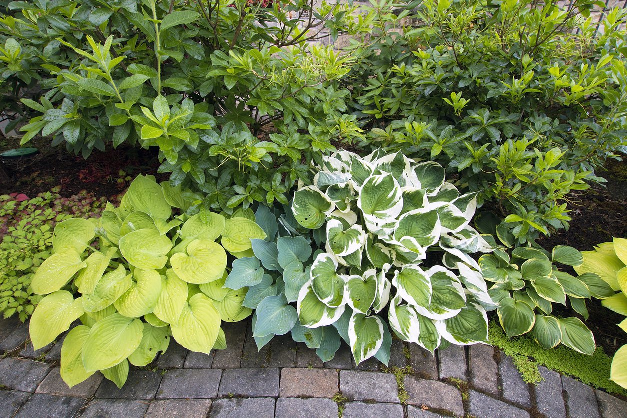 Funkia Hosta SPRING MORNING - 3