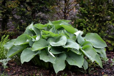 Funkia Hosta T-REX