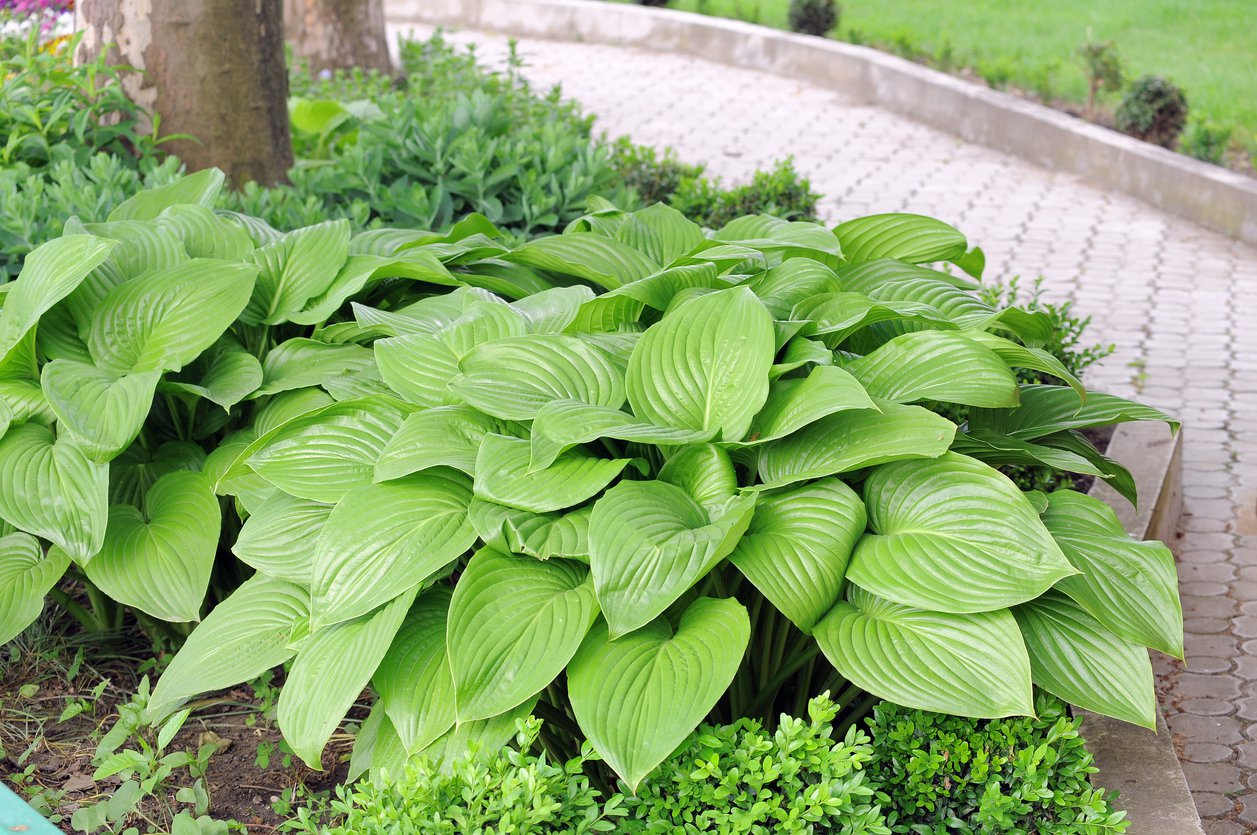 Funkia Hosta TORTILLA CHIP - 2