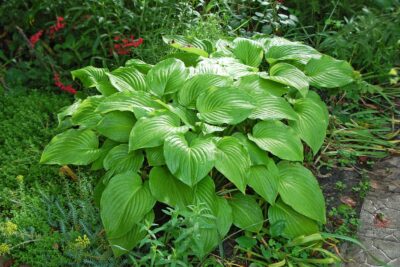 Funkia Hosta TORTILLA CHIP