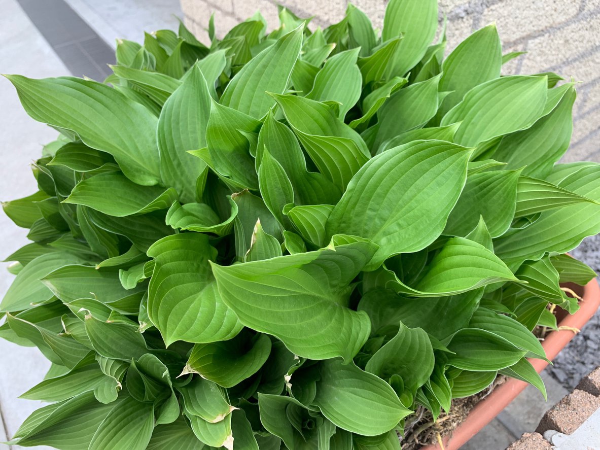 Funkia Hosta TORTILLA CHIP - 3