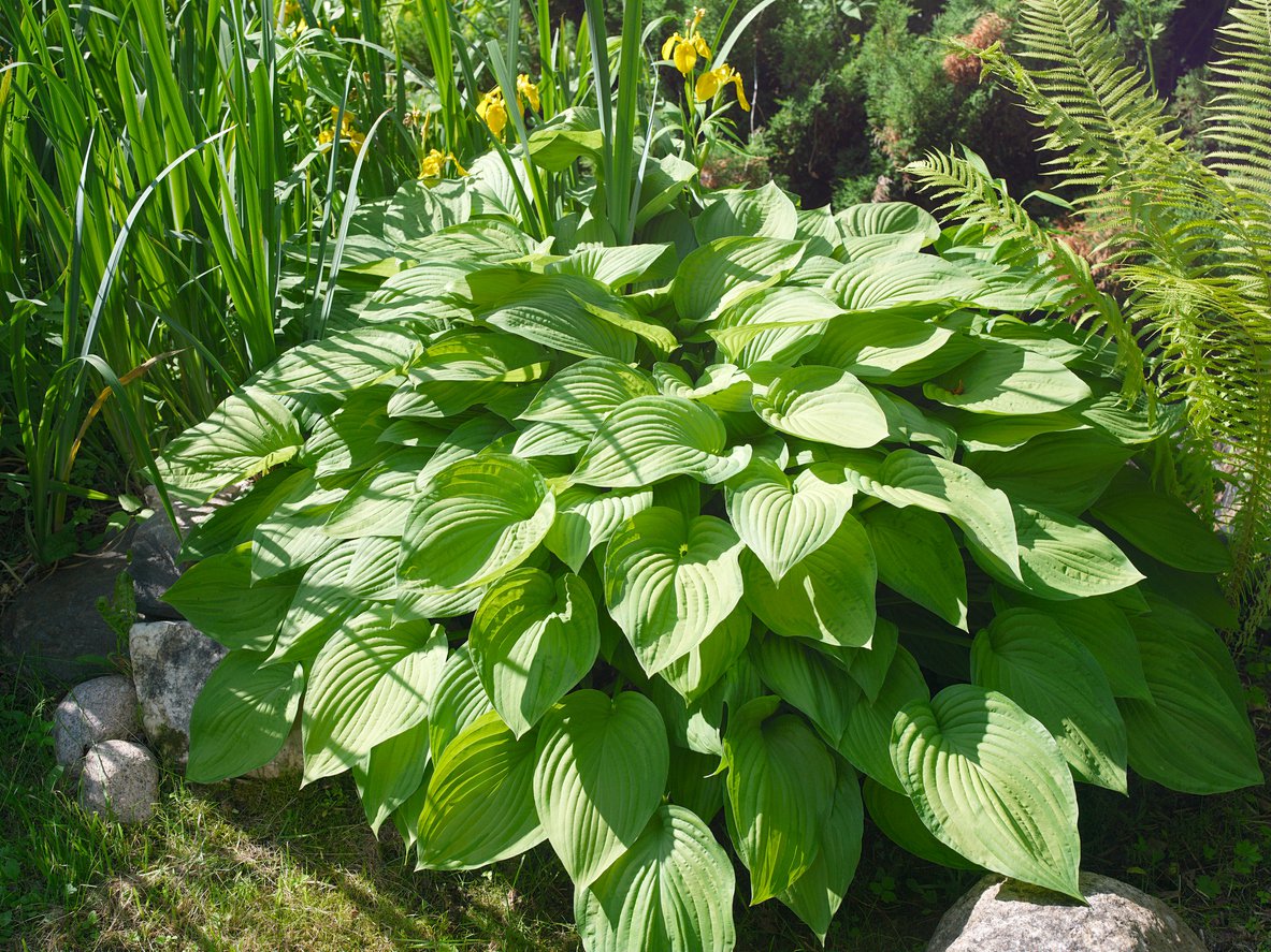 Funkia Hosta VENUS - 2