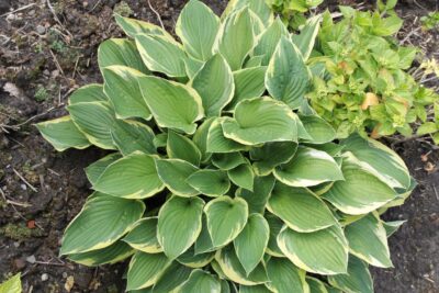 Funkia Hosta VICTORY