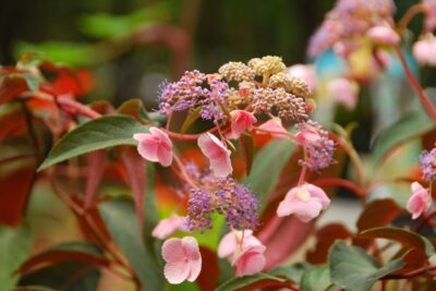 Hortensja kosmata HOT CHOCOLATE