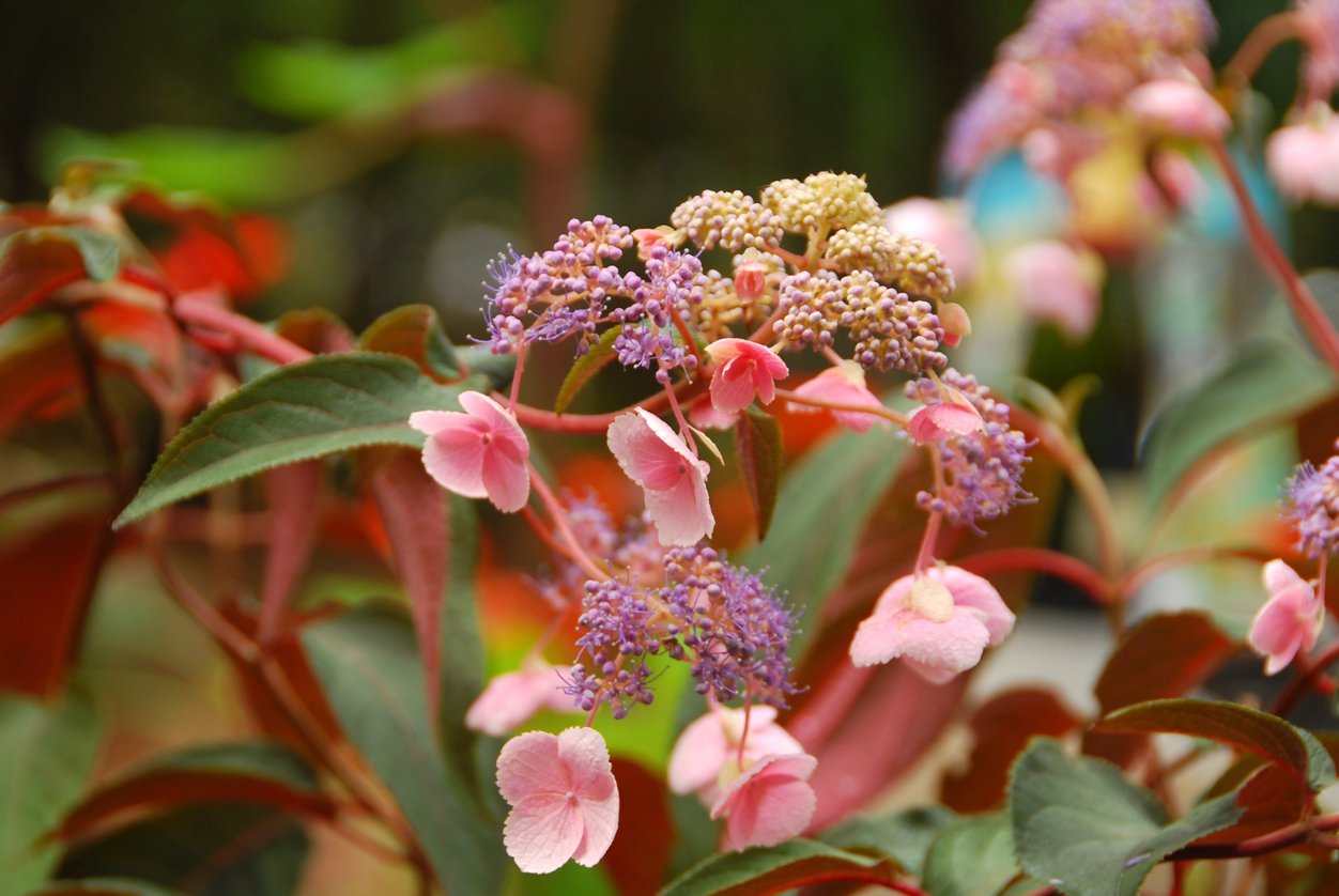 Hortensja kosmata HOT CHOCOLATE