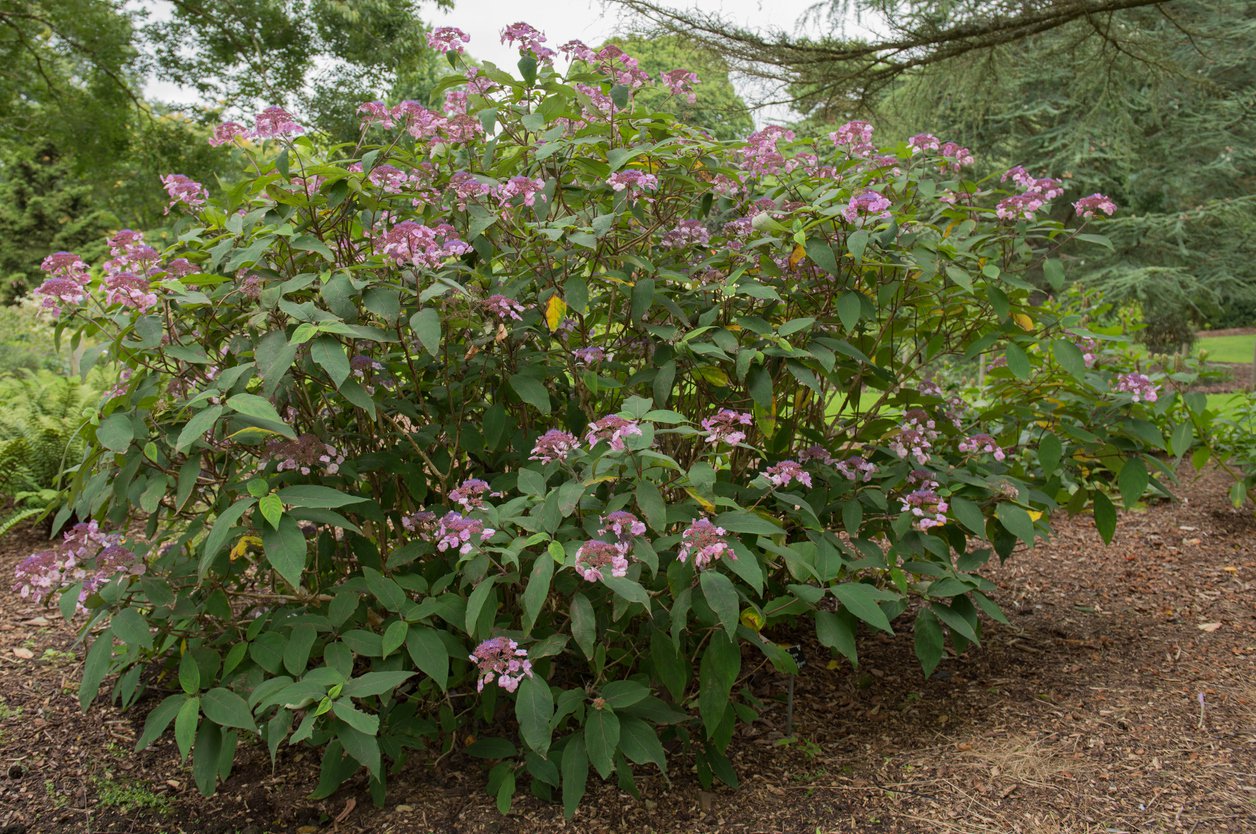 Hortensja kosmata HOT CHOCOLATE - 2