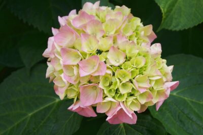 Hortensja ogrodowa REBRANT VIBRANT ROSE