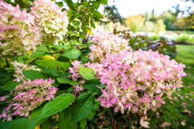 Hortensja bukietowa PASTELGREEN