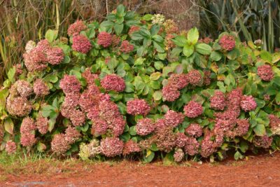 Hortensja bukietowa PINKACHU