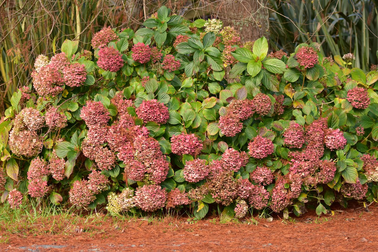 Hortensja bukietowa PINKACHU