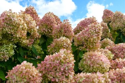 Hortensja bukietowa POLESTAR