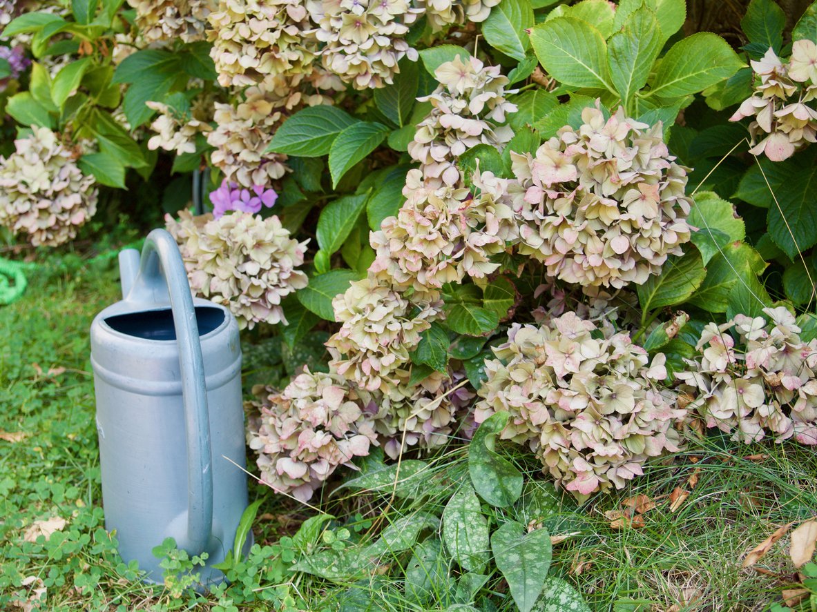 Hortensja bukietowa POLESTAR - 2