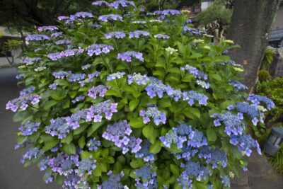 Hortensja piłkowana VEERLE