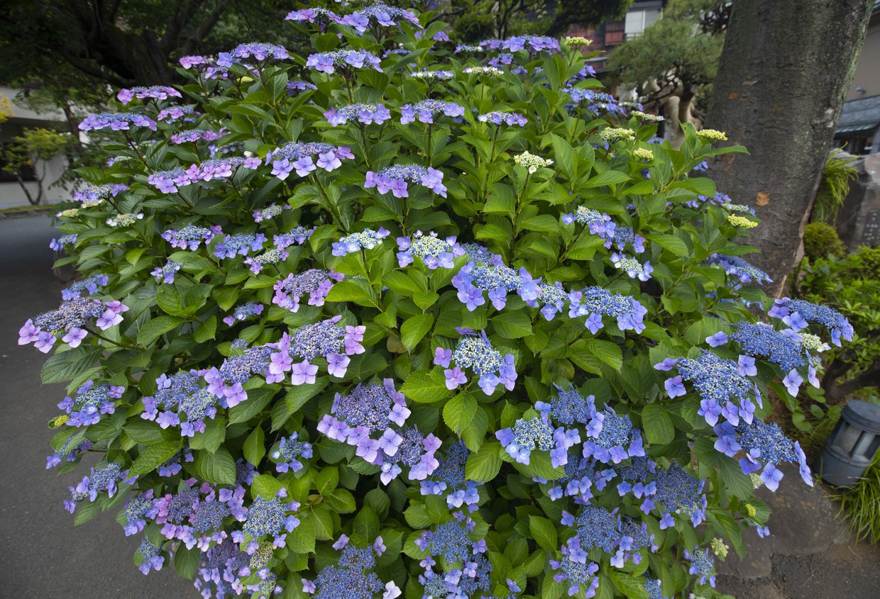 Hortensja piłkowana VEERLE