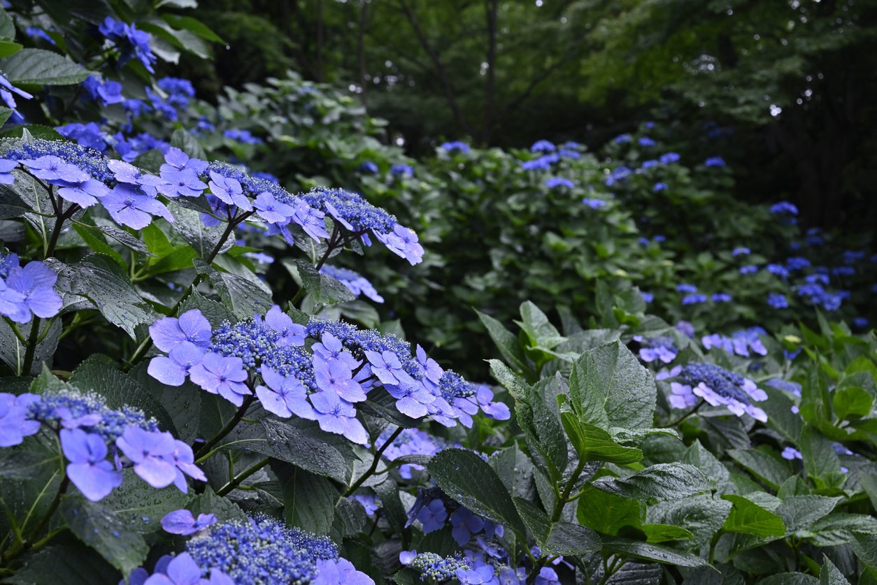 Hortensja piłkowana VEERLE - 3