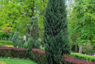 Jałowiec chiński STRICTA