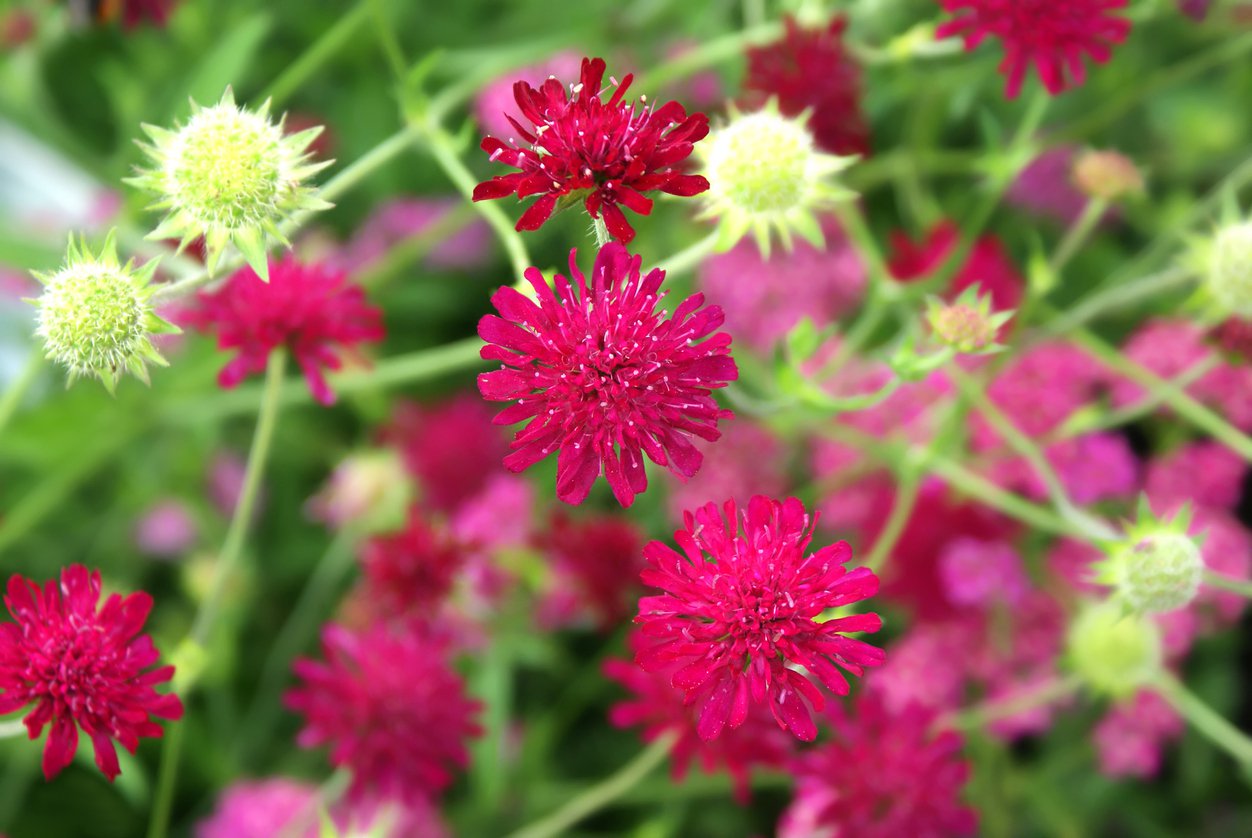 Świerzbnica Knautia THUNDER AND LIGHTINGT - 2