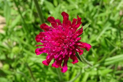 Świerzbnica Knautia THUNDER AND LIGHTINGT