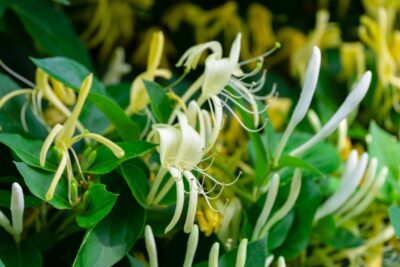 Wiciokrzew zimozielony GIRALDA