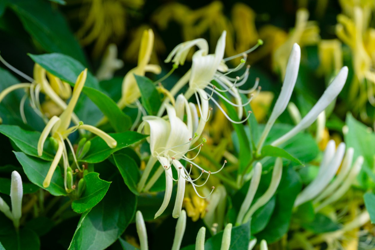 Wiciokrzew zimozielony GIRALDA