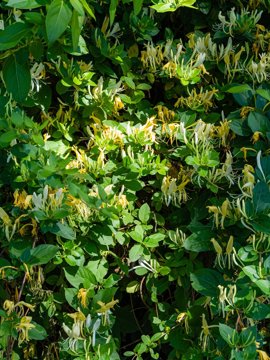 Wiciokrzew zimozielony GIRALDA - 3